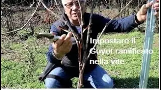 Impostare il Guyot ramificato nella vite