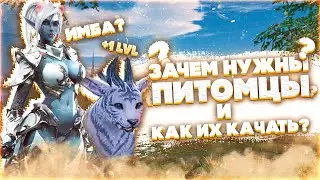 Питомцы - как прокачивать и есть ли смысл? Петы в Lineage 2 Essence