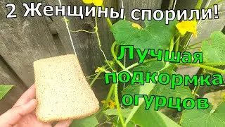 2 Женщины спорили про Лучшую подкормку огурцов и это ...