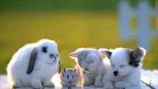 The soup - Hmm Hmm Song