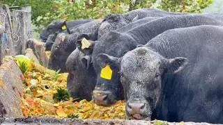 ESSA FAZENDA ABATE 3.500 BLACK ANGUS POR ANO NOS ESTADOS UNIDOS 🇺🇸