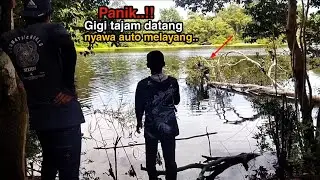Nekat mancing dipohon ambruk pakai umpan daging ayam #umpanjitu #umpandagingayam