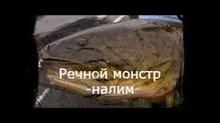 Летняя рыбалка на речного монстра( налим)! River monster! Yakutia!