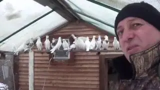 В гостях у Рафика Рустамова. Голуби Питера.Элита