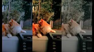 Cat in car and enjoy the journey