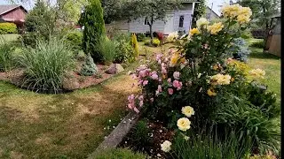 Прогулка по саду Анны в конце июня 🌿🌹🍃
