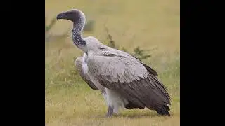 White-Backed Vulture Sound Effects 🦅 🔊