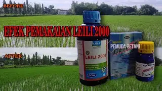 EFEK PEMAKAIAN LEILI 2000