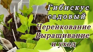 Черенкование гибискуса садового (сирийского)