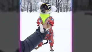 Вот, что с ней делать? • Упрямая собака 