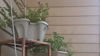 In The Garden Reflecting 🌱🍅