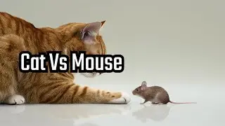 Cats vs. Mice: The Ultimate Showdown! | Funny and Epic Cat Moments