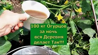 Срочно дайте это в Августе Огурцам 100кг Огурцов за ночь.