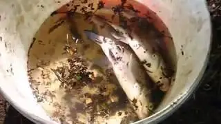 Ловля рыбы на самолов. Как это работает.