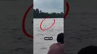 Крокодилы притворяются тонущими! 🐊😱 