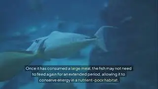Black Swallower: Deep Sea Marvel of Extreme Feeding