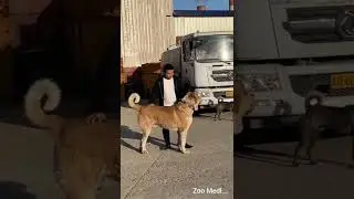 Чингиз/Тот самый Экстерьерный Кавказский Волкодав/Уже в Китае/ за 100кг...中国的猎狼犬成吉思汗...