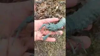 голубой рак  и золотые караси ) давно таких ловили ?)