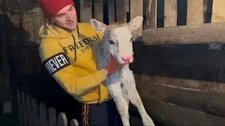 Happy life of a young man in a mountainous area with animals