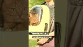 Лето прошло, но обещало вернуться! #кусьшоу #котики #лето #природа