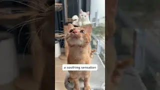 Cat owner must try this