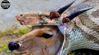 30 Tragic Moment ! Stupid Python Painfully Stuck While Swallowing Horned Prey | Animals Fight