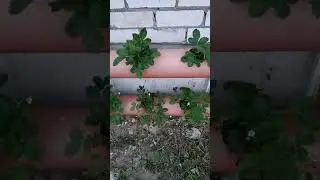 Как растёт клубника в трубе в июне