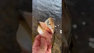 How Many Can I Catch in 1-Hour? 