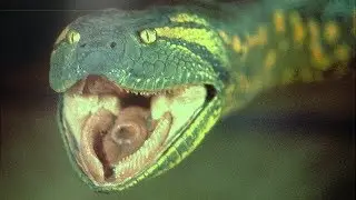 TITANOBOA SNAKE-SUPERGIANT || LIVING EARTH ©