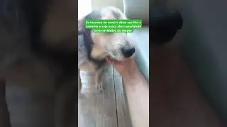 Cachorro vidente preve explodindo o nível de fofura #pets #meupetbr #br