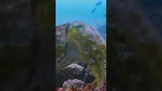 Каракатица охотится на краба