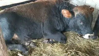 Где спят мои быки зимой.