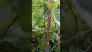Молодой виноград
