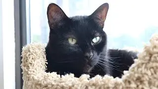 For Nemo