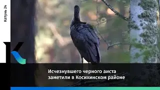 Исчезнувшего черного аиста заметили в Косихинском районе