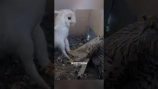 Почему птицы боятся сов?