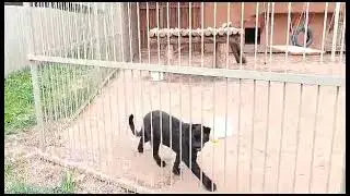 Пумка на кс-кс не отзывается. Парк 