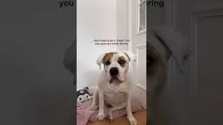 my dog when im coding all day  | vscode- pets in real life