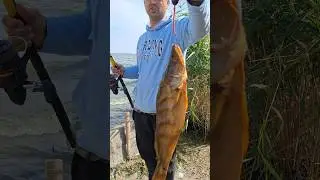 Судак 2 кг 🐬🐬🐬 р. Самара