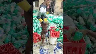 pulpy audit report