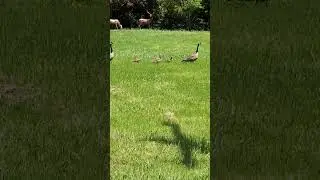 Spring has sprung for baby geese that live next to PetSmart 