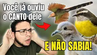 Discover 10 COMMON BIRD SONGS in BRAZILIAN CITIES that spark CURIOSITY!