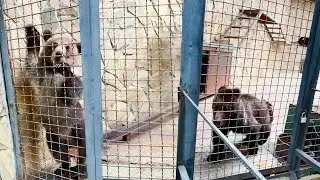 Страшнее медведя зверя нету! Даже сам медведь его боится! Лейла и ее друг - кто кого пугает?