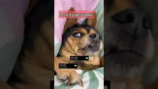 Мои будильники 