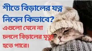 শীতে বিড়ালের বিশেষ যত্ন না মেনে চললে মৃত্যুও হতে পারে/Winter cat care #catwintercare