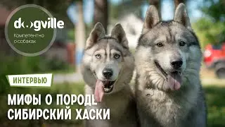 Мифы о породе Сибирский хаски – ответы руководителя питомника