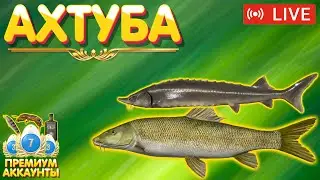 Стерлядь - Ахтуба 🔥 Розыгрыш ПРЕМОВ и ЗОЛОТА 🔥 Рулетка 🔥 Турниры 🔥 Русская Рыбалка 4 рр4 