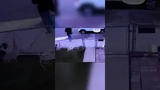 A Thief Stole an Expensive Puppy