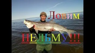 We catch nelma and omul! Fishing in Yakutia! Russia Eng Subs