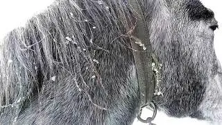 How to win the trust of a horse
